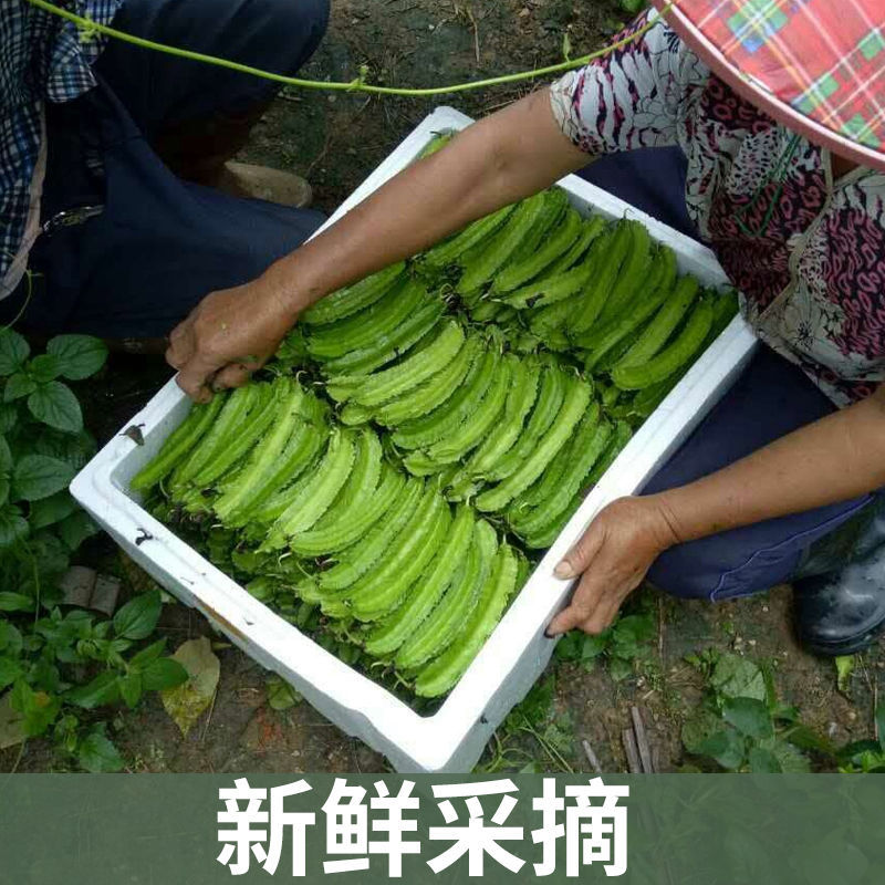 海南四角豆蔬菜新鲜当季时令龙角豆皇帝豆四季豆四棱豆整箱包