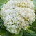 优质花菜菜苗基地直供量大从优包技术指导欢迎咨询