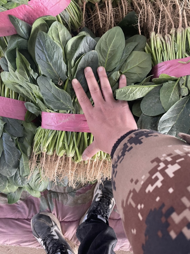大棚精品菠菜/品质保证/电商/商超/批发