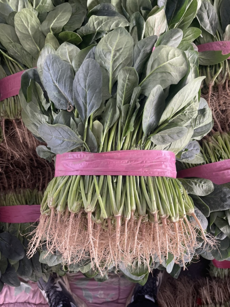 大棚精品菠菜/品质保证/电商/商超/批发