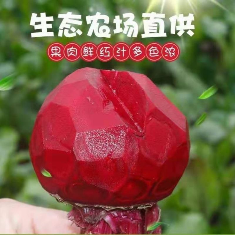 甜菜根新鲜甜菜头紫菜头红甜菜根蔬菜红根产地直发包邮