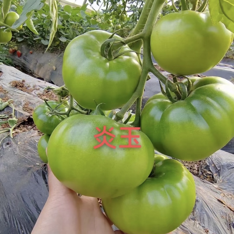 炎玉番茄种子大果水果番茄种子草莓番茄种子粉果西红柿种子