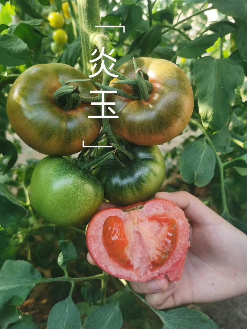 炎玉番茄种子大果水果番茄种子草莓番茄种子粉果西红柿种子