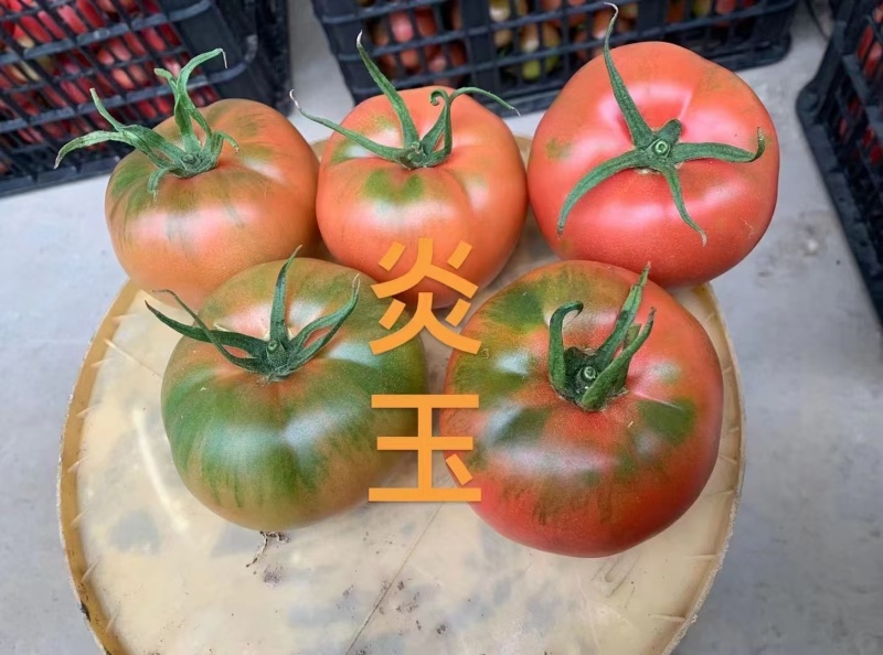 炎玉番茄种子大果水果番茄种子草莓番茄种子粉果西红柿种子