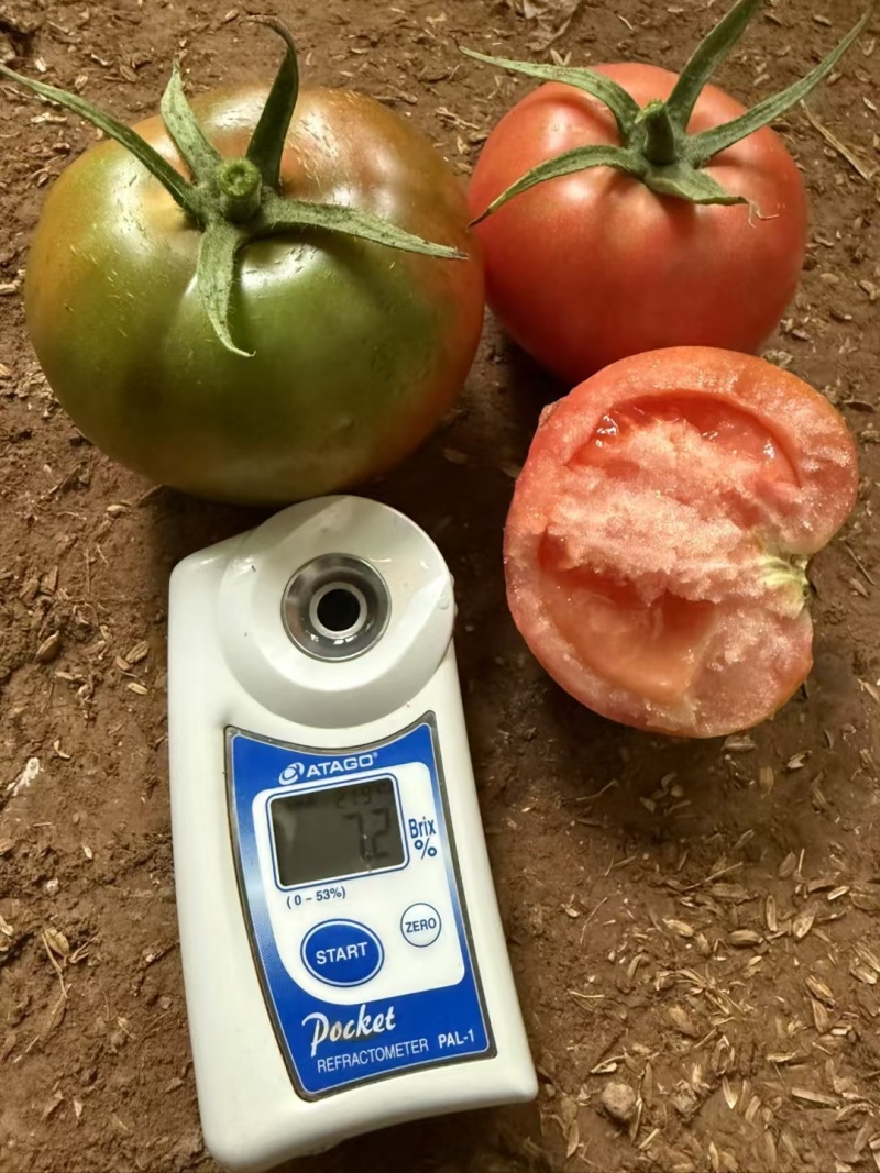 炎玉番茄种子大果水果番茄种子草莓番茄种子粉果西红柿种子