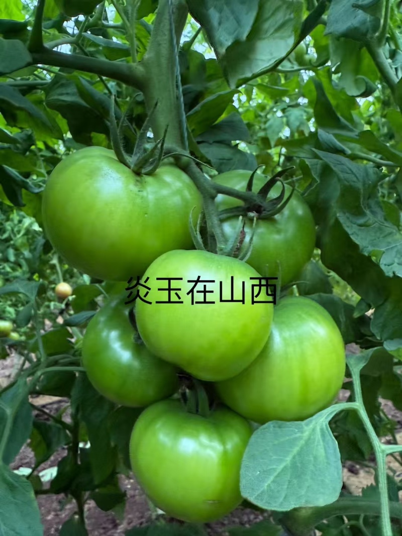 炎玉番茄种子大果水果番茄种子草莓番茄种子粉果西红柿种子