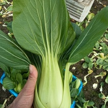 移栽大青菜，香菇菜，大量供应腌菜厂专现摘现发保证新鲜