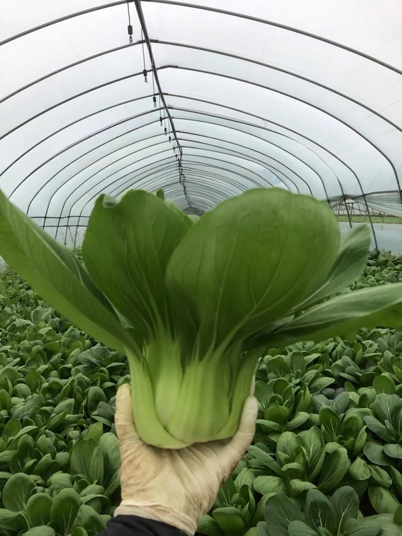 移栽大青菜，香菇菜，大量供应腌菜厂专现摘现发保证新鲜