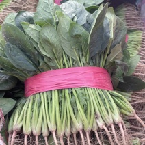 菠菜小叶菠菜基地直供量大从优欢迎咨询