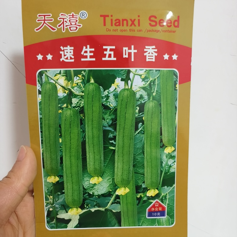 油绿丝瓜种子短棒油皮丝瓜种籽早熟高产耐寒春秋油丝瓜油绿