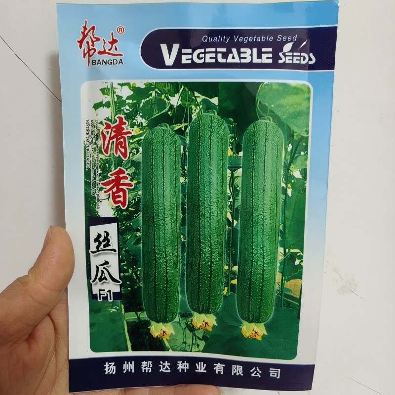 油绿丝瓜种子短棒油皮丝瓜种籽早熟高产耐寒春秋油丝瓜油绿