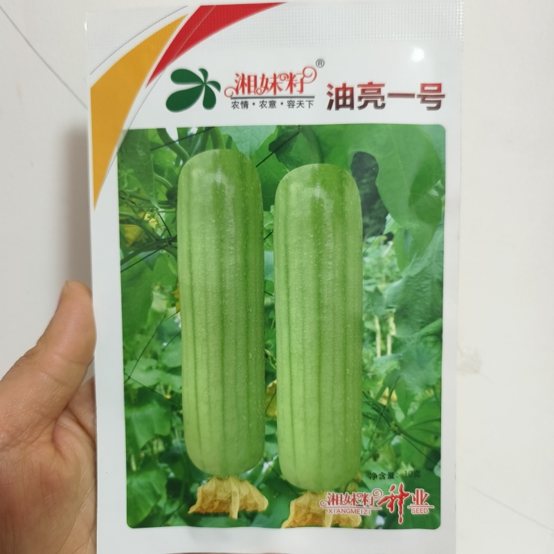 油绿丝瓜种子短棒油皮丝瓜种籽早熟高产耐寒春秋油丝瓜油绿