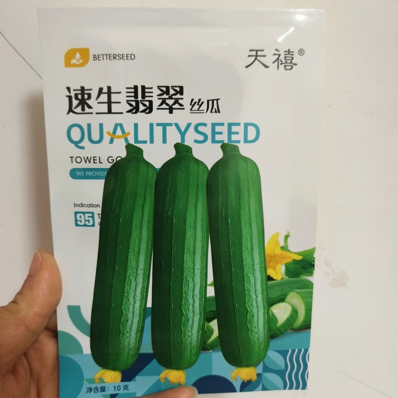 油绿丝瓜种子短棒油皮丝瓜种籽早熟高产耐寒春秋油丝瓜油绿