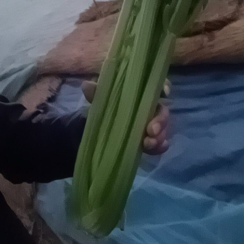 芹菜山东西芹大量上市质量保证对接全国市场电商