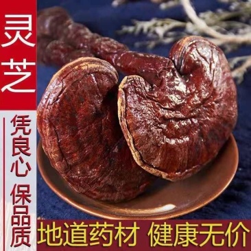 【灵芝】灵芝产地直供物美价廉产地直供