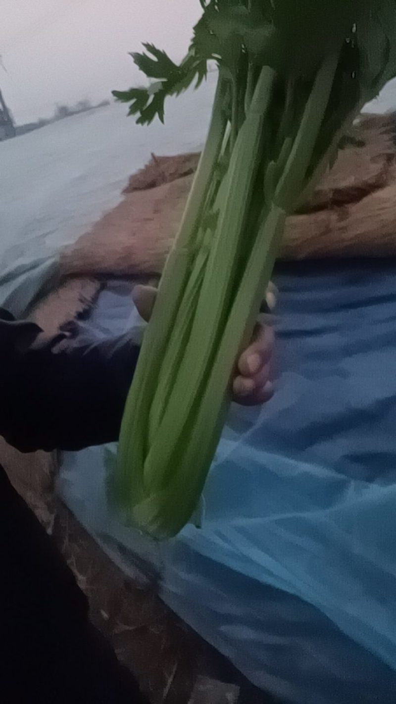 芹菜山东西芹大量上市质量保证对接全国市场电商
