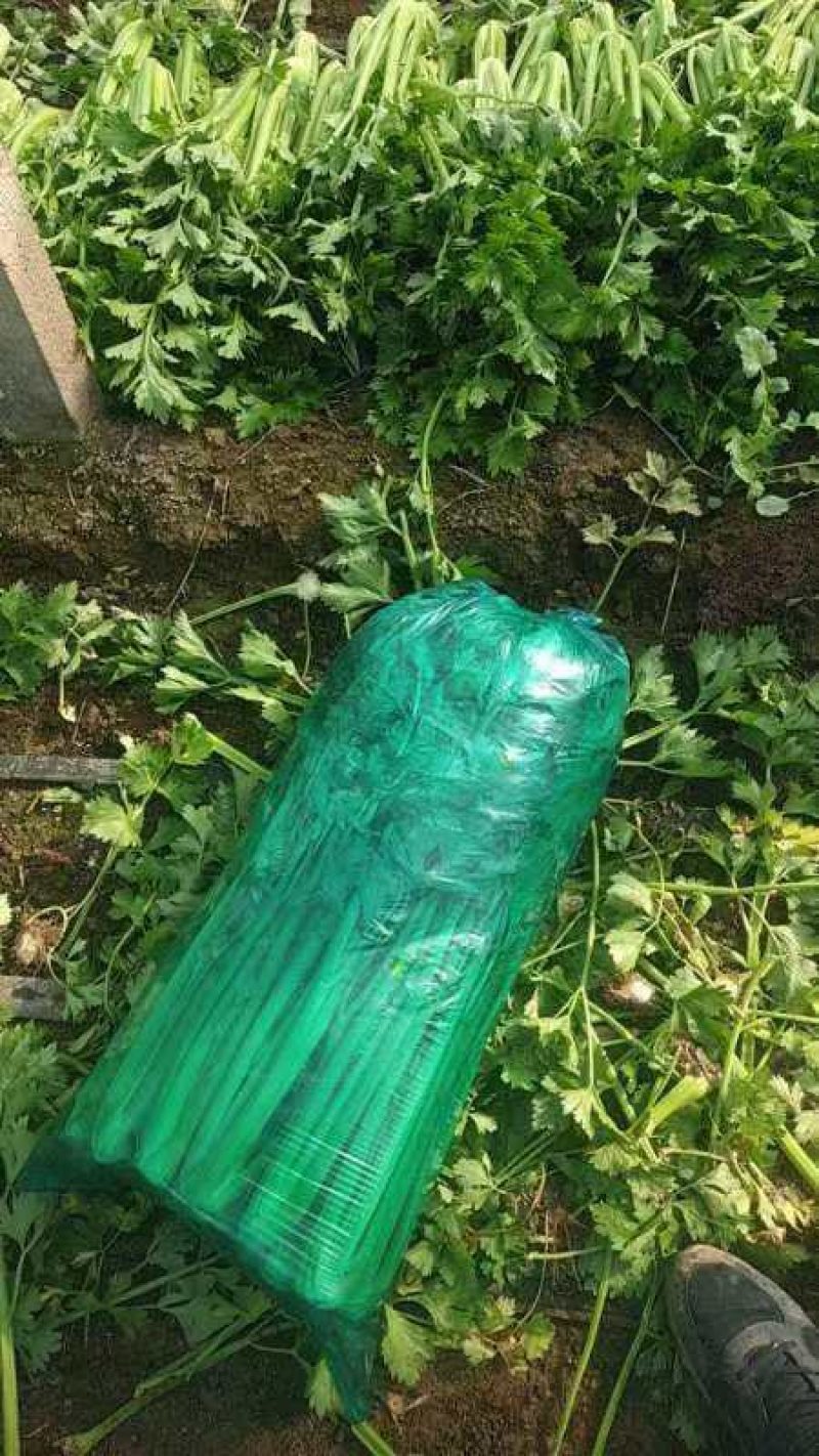 芹菜山东西芹大量上市质量保证对接全国市场电商