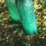 芹菜山东西芹大量上市质量保证对接全国市场电商