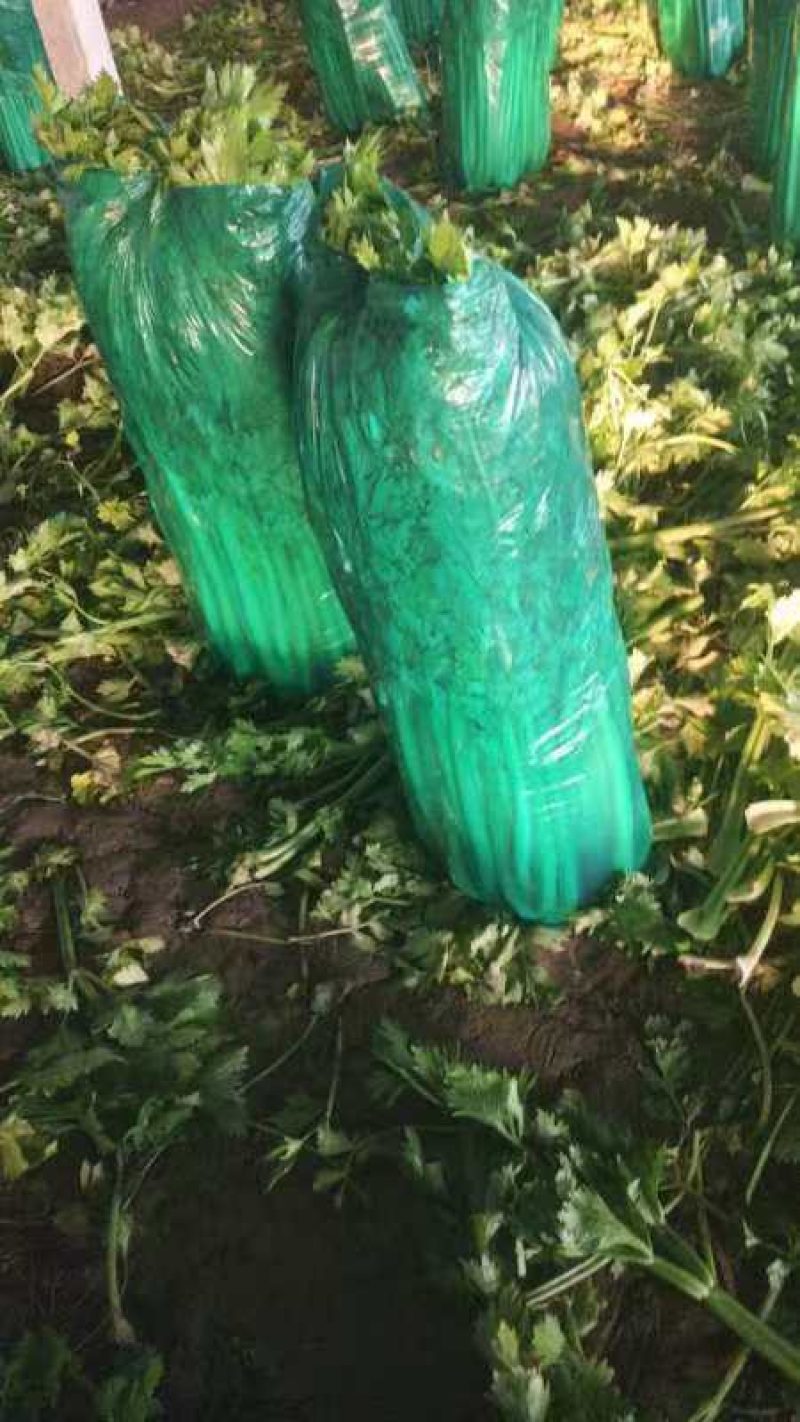 芹菜山东西芹大量上市质量保证对接全国市场电商