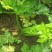 芹菜山东西芹大量上市质量保证对接全国市场电商