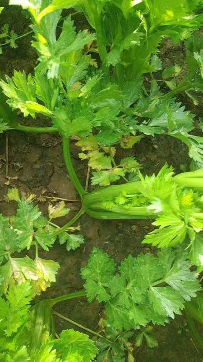 芹菜山东西芹大量上市质量保证对接全国市场电商