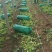 芹菜山东西芹大量上市质量保证对接全国市场电商