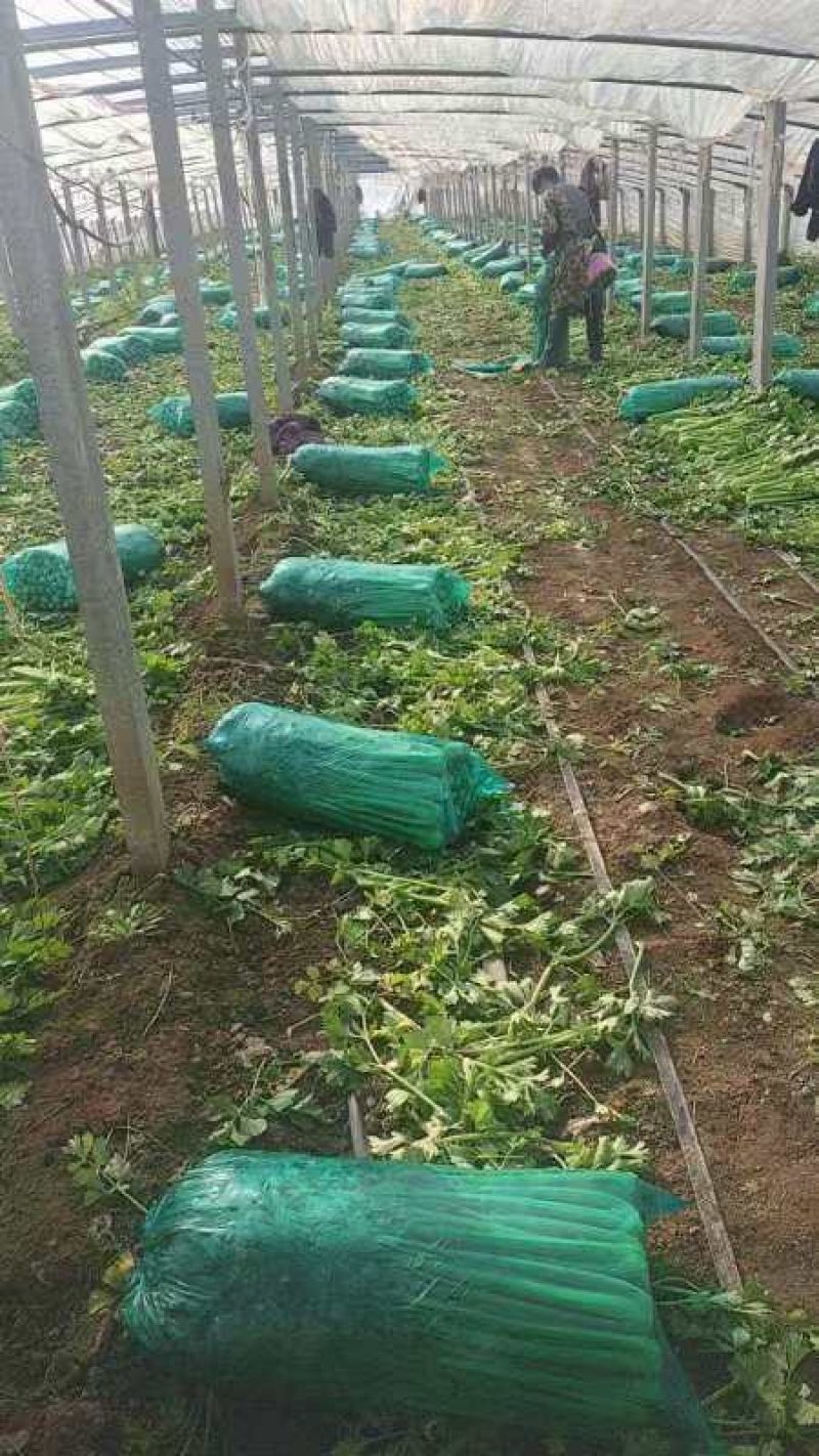 芹菜山东西芹大量上市质量保证对接全国市场电商