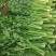 芹菜山东西芹大量上市质量保证对接全国市场电商