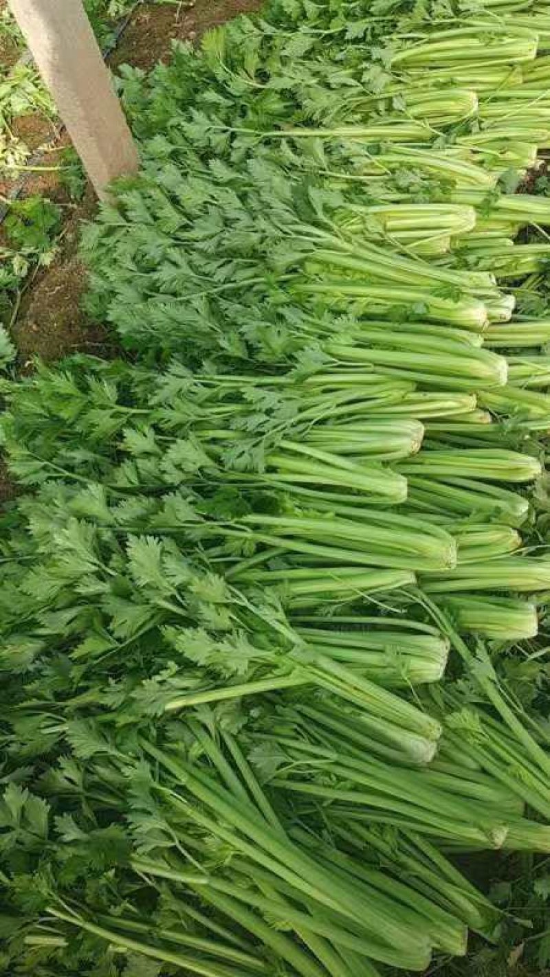 芹菜山东西芹大量上市质量保证对接全国市场电商