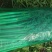 芹菜山东西芹大量上市质量保证对接全国市场电商