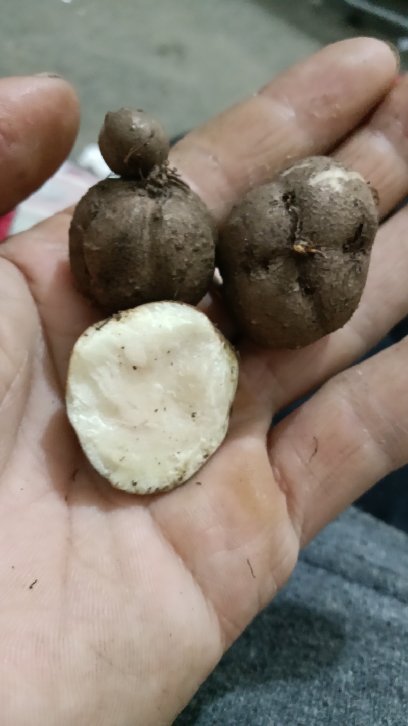 三叶青货源充足量大从优质量保证欢迎咨询