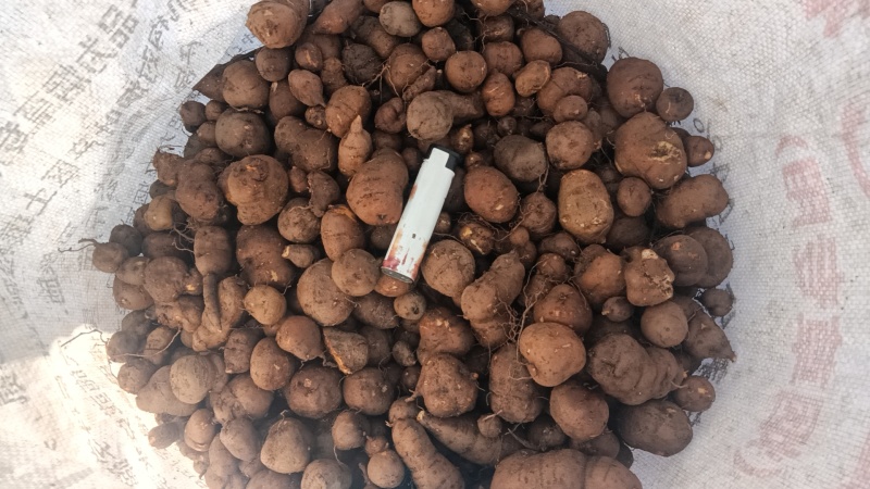 三叶青货源充足量大从优质量保证欢迎咨询
