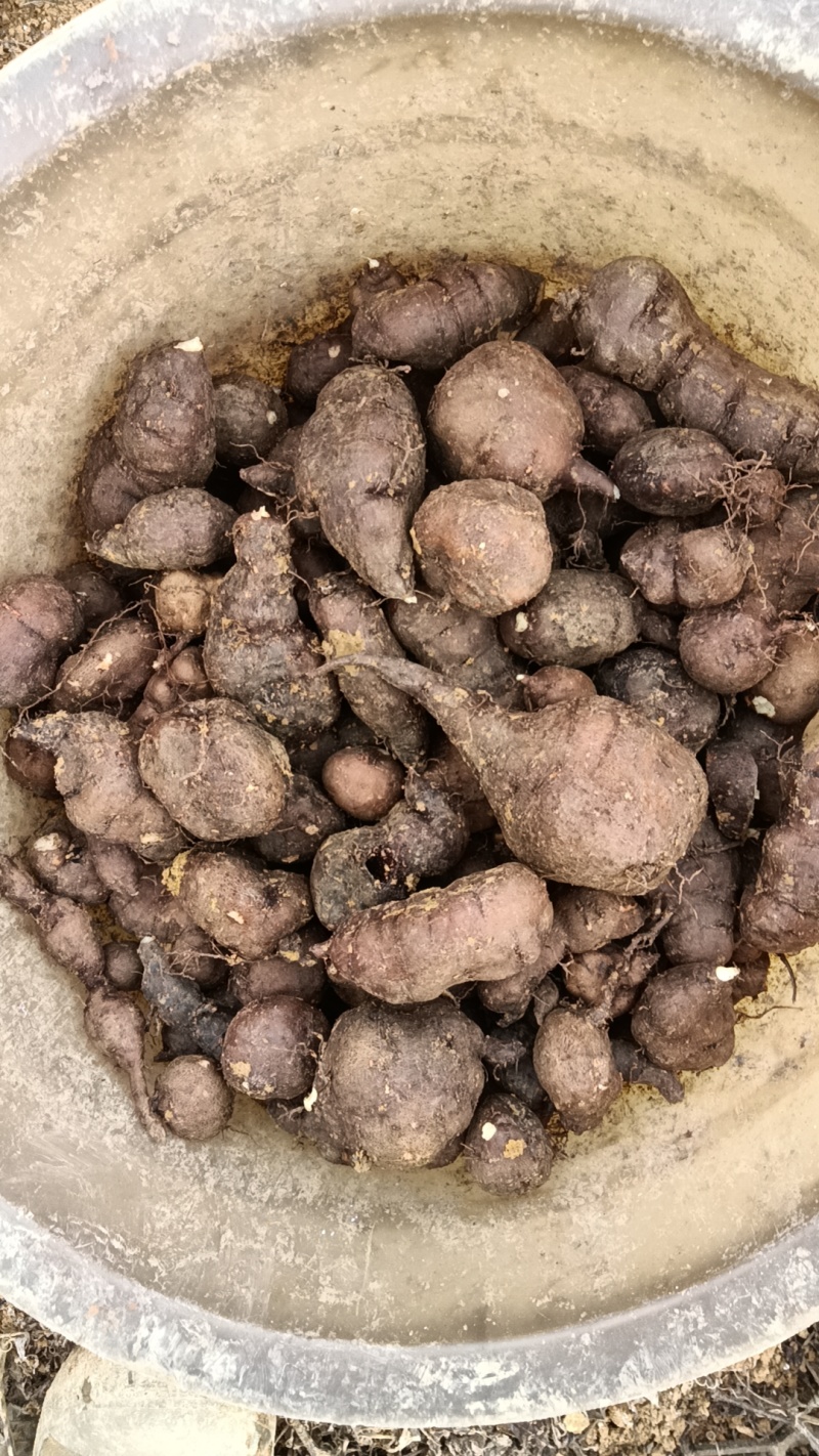三叶青货源充足量大从优质量保证欢迎咨询