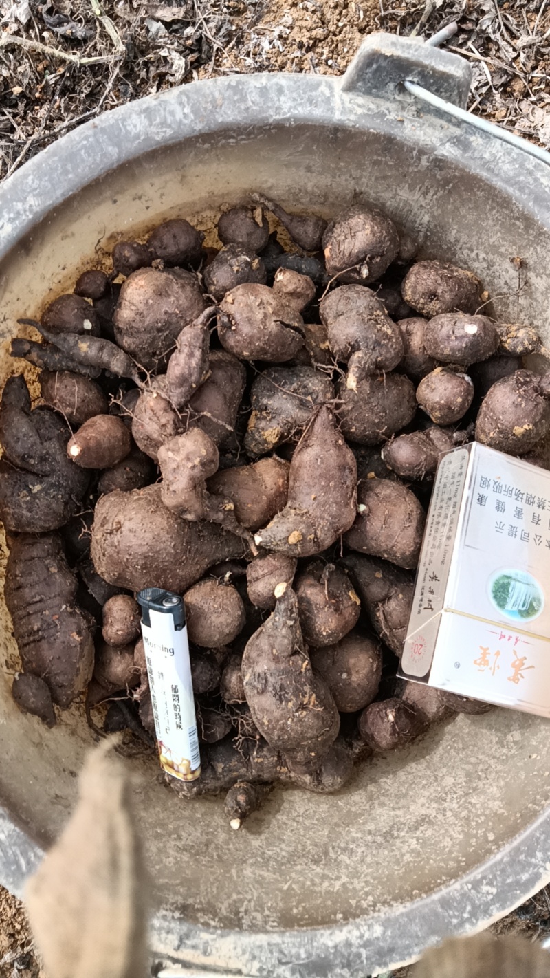 三叶青货源充足量大从优质量保证欢迎咨询