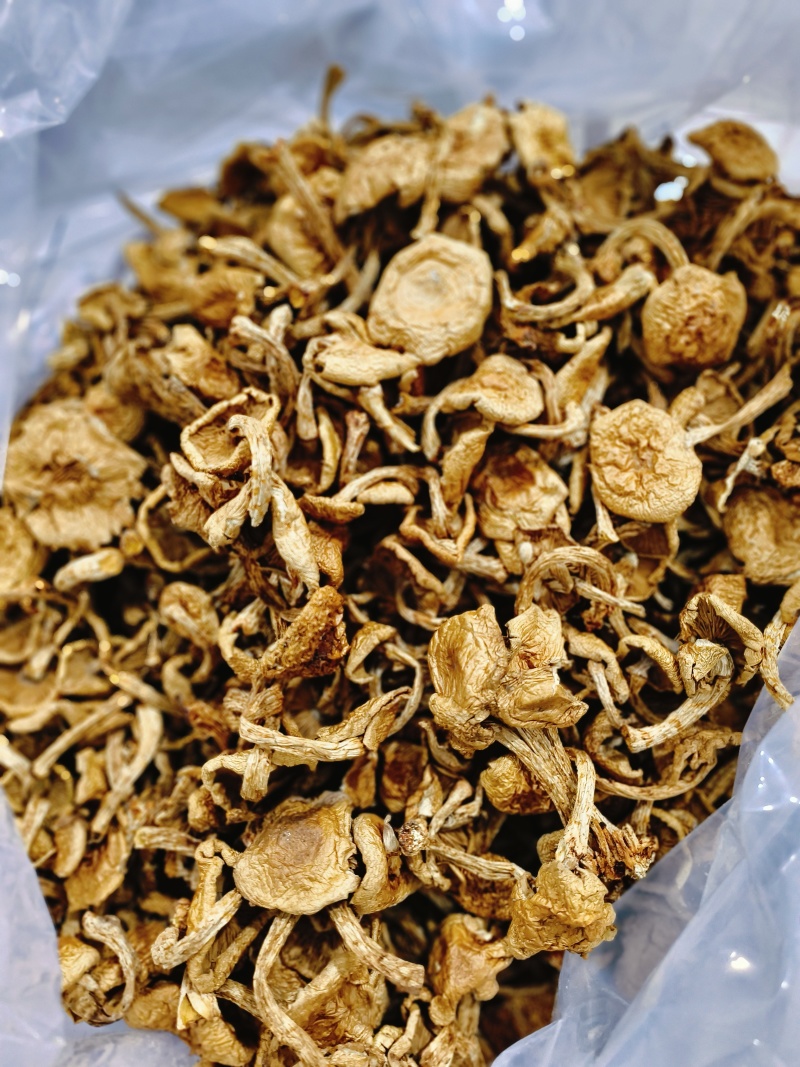 滑子蘑大片多少有点根东北土特产铁锅炖食材味道鲜美无添加