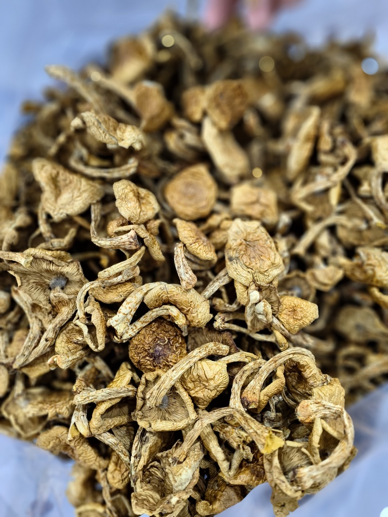 滑子蘑大片多少有点根东北土特产铁锅炖食材味道鲜美无添加