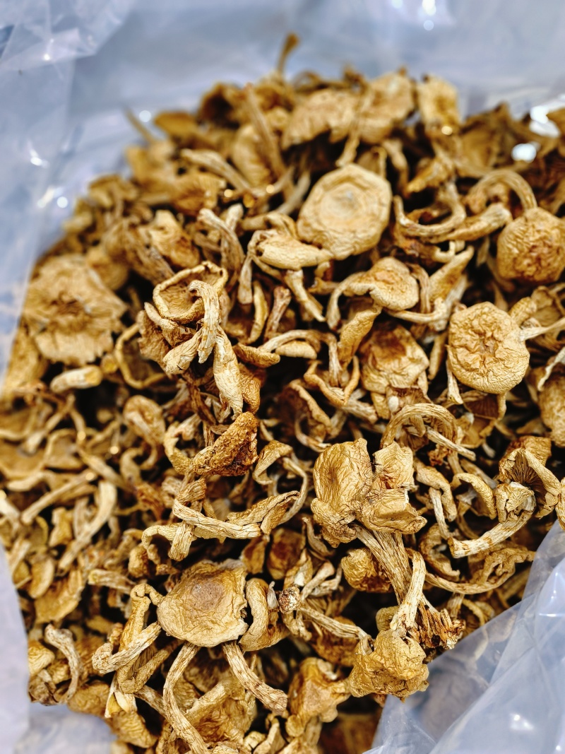 滑子蘑大片多少有点根东北土特产铁锅炖食材味道鲜美无添加