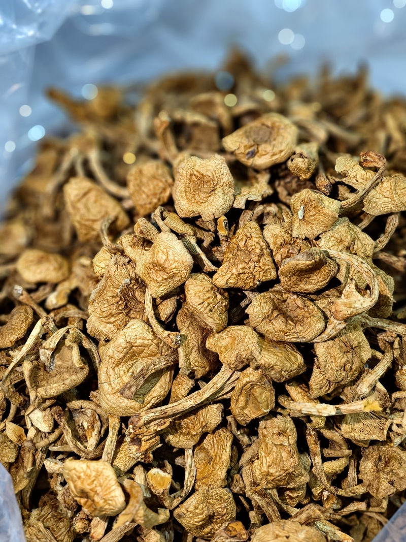 滑子蘑大片多少有点根东北土特产铁锅炖食材味道鲜美无添加