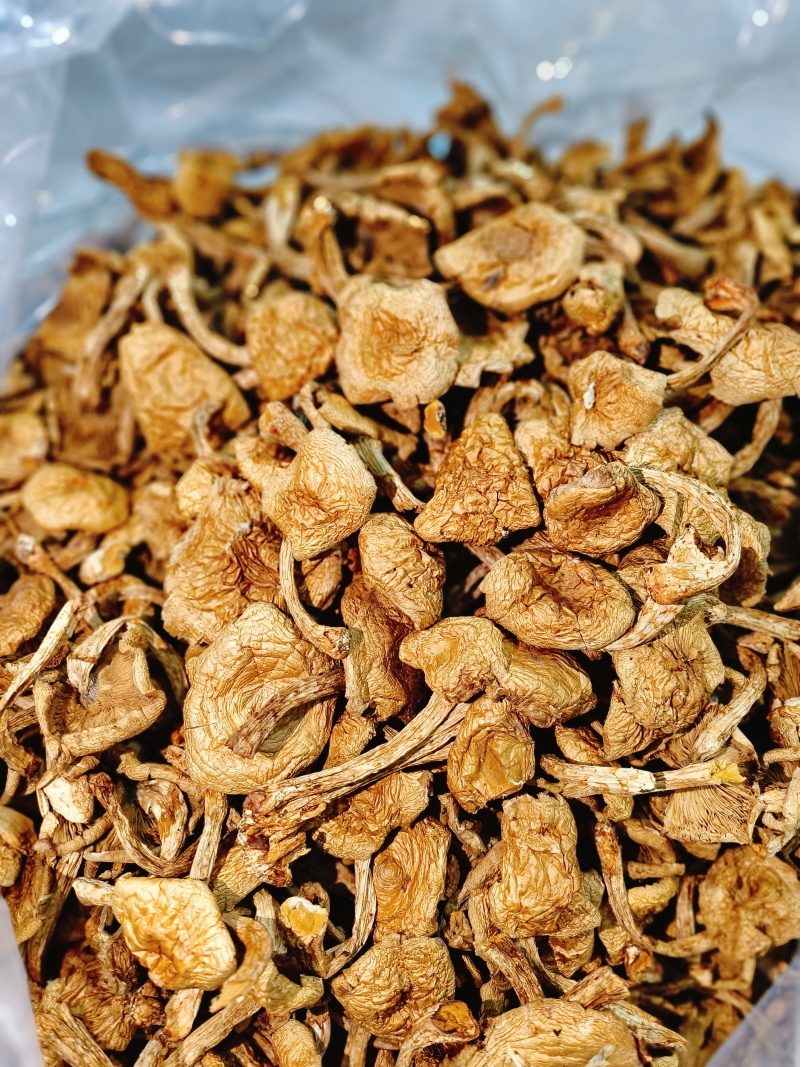 滑子蘑大片多少有点根东北土特产铁锅炖食材味道鲜美无添加