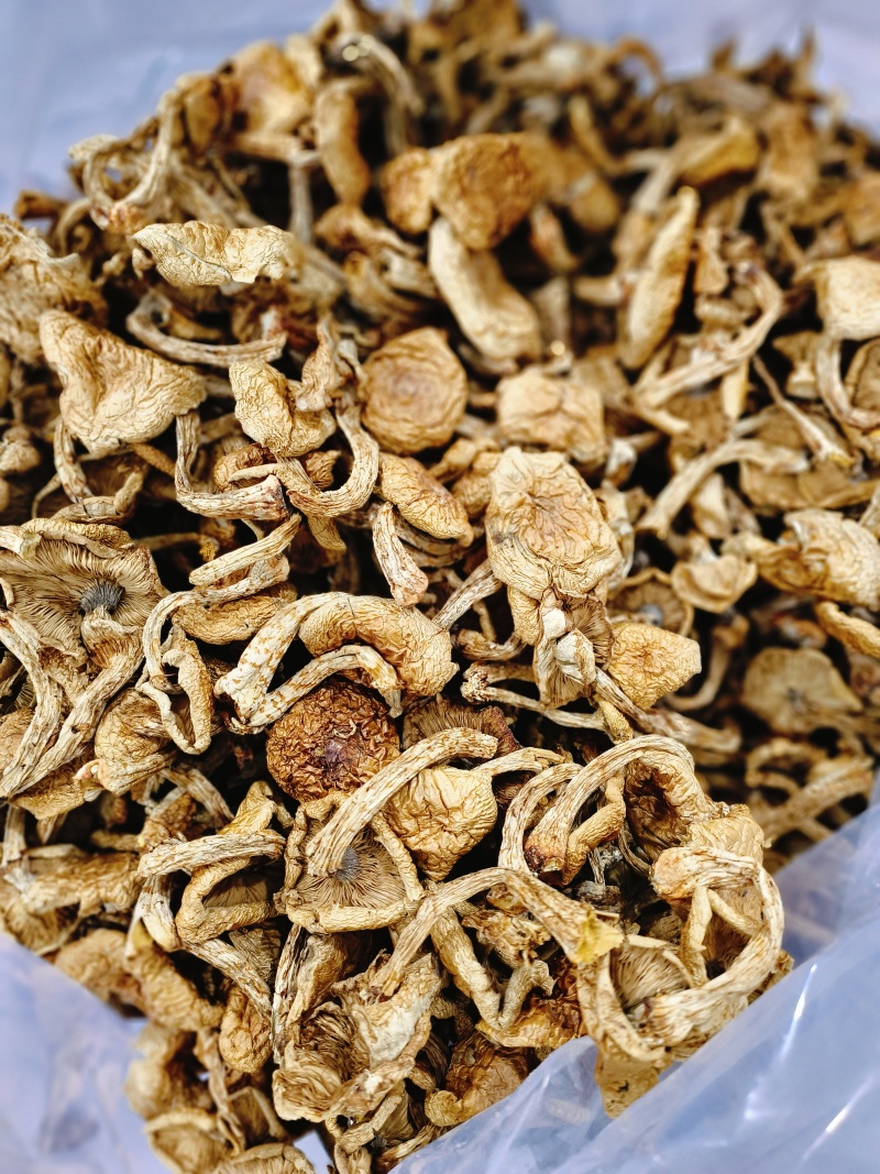 滑子蘑大片多少有点根东北土特产铁锅炖食材味道鲜美无添加