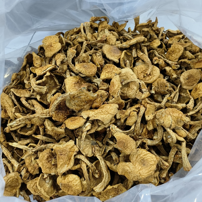滑子蘑大片多少有点根东北土特产铁锅炖食材味道鲜美无添加