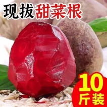 甜菜根新鲜甜菜头紫菜头红甜菜根红心萝卜蔬菜红根