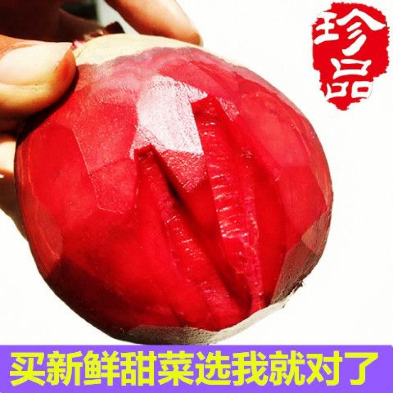 甜菜根新鲜甜菜头紫菜头红甜菜根红心萝卜蔬菜红根