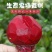 甜菜根新鲜甜菜头紫菜头红甜菜根红心萝卜蔬菜红根