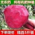 甜菜根新鲜甜菜头紫菜头红甜菜根红心萝卜蔬菜红根
