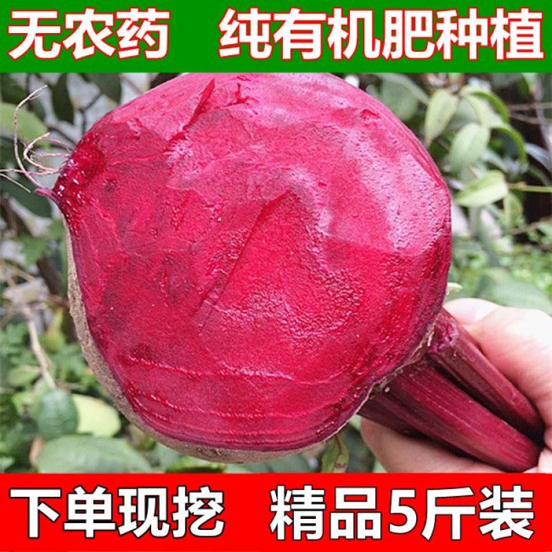 甜菜根新鲜甜菜头紫菜头红甜菜根红心萝卜蔬菜红根