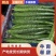 精品黄瓜市场货商丘产区头茬瓜条形好顶花密刺量大