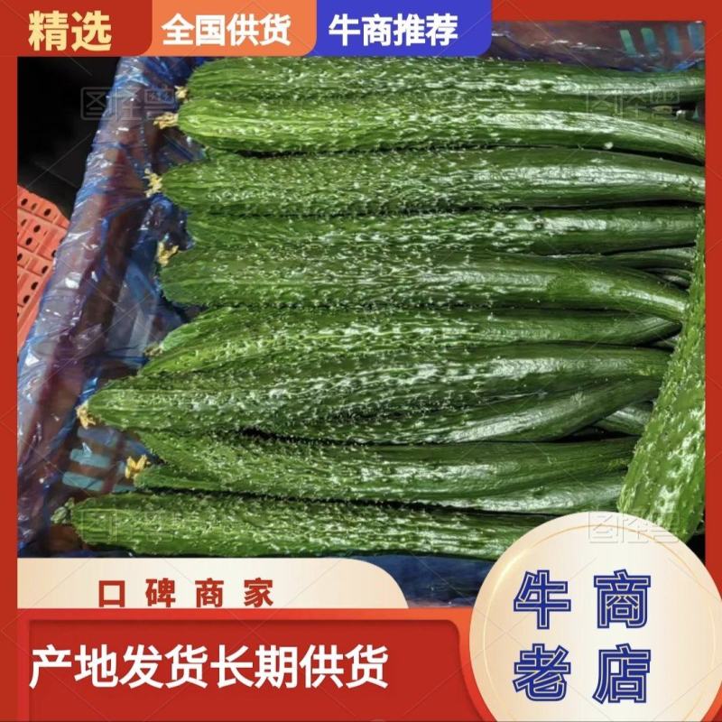 精品黄瓜市场货商丘产区头茬瓜条形好顶花密刺量大