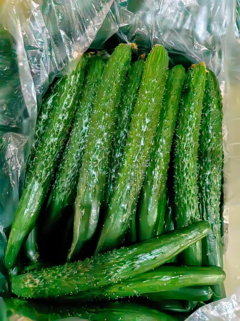精品黄瓜市场货商丘产区头茬瓜条形好顶花密刺量大