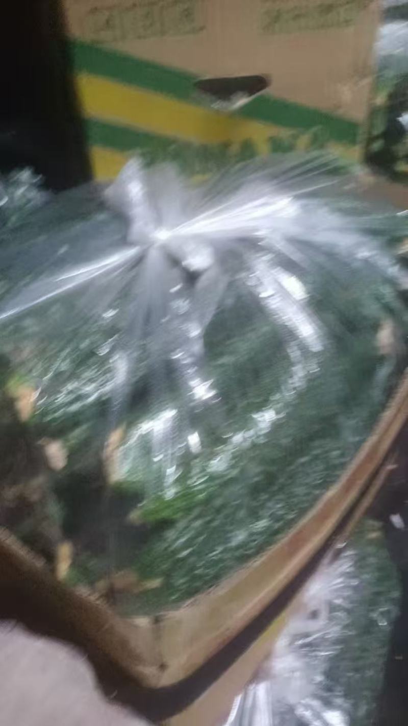 精品黄瓜市场货商丘产区头茬瓜条形好顶花密刺量大